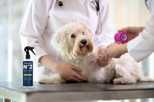 10 Essential Tips for Treating and Preventing Pet Wounds at Home