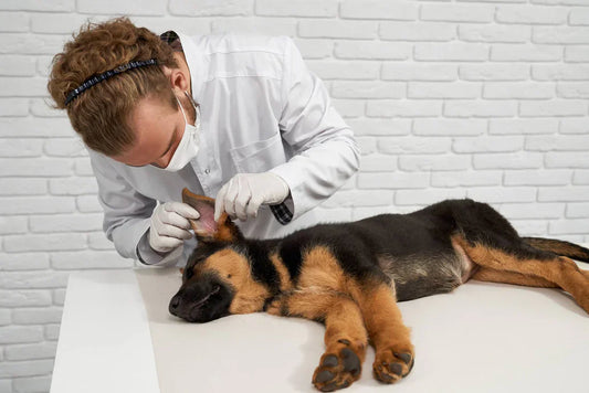 Why Pet Ear Care Matters More Than You Think