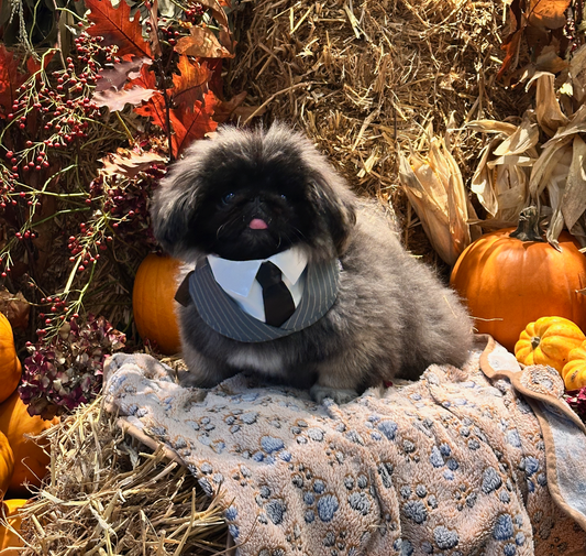 Gordi's Daily Care Routine with The Paws Lab