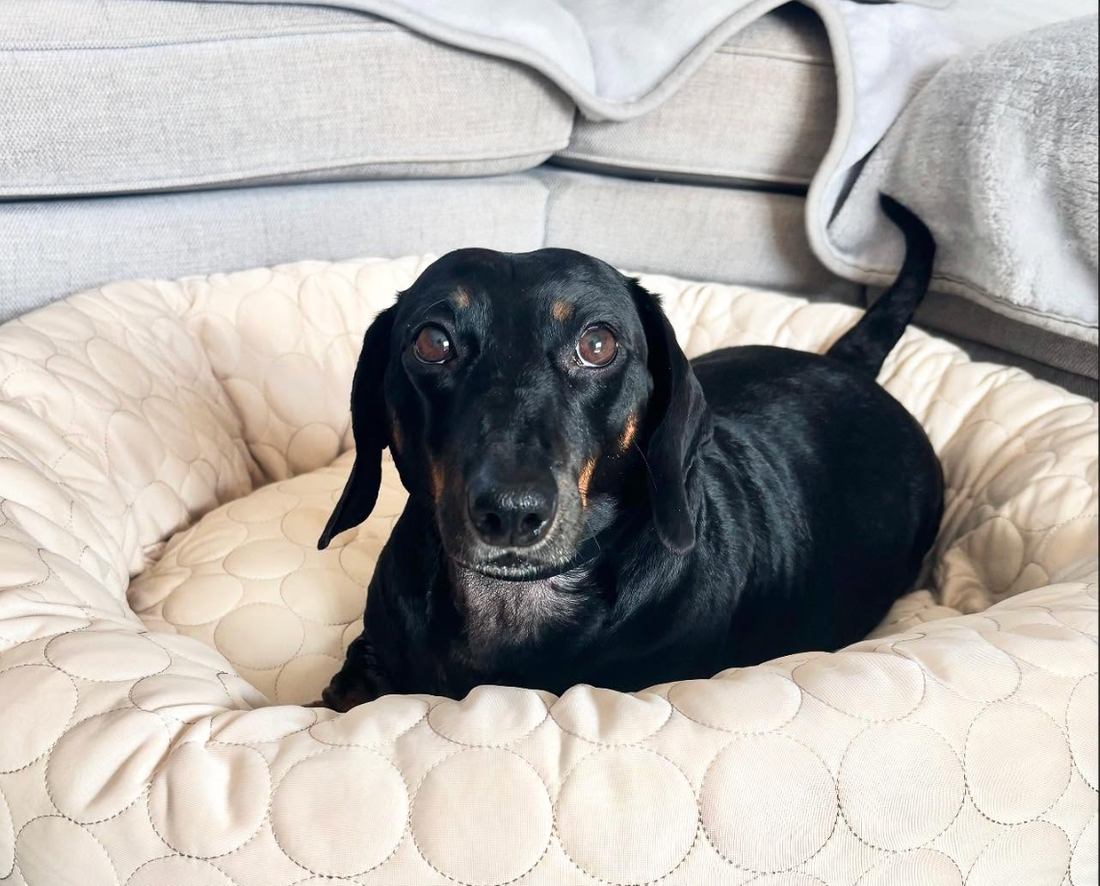 How Rolo the Dachshund Overcame Rashes, Redness & Itching