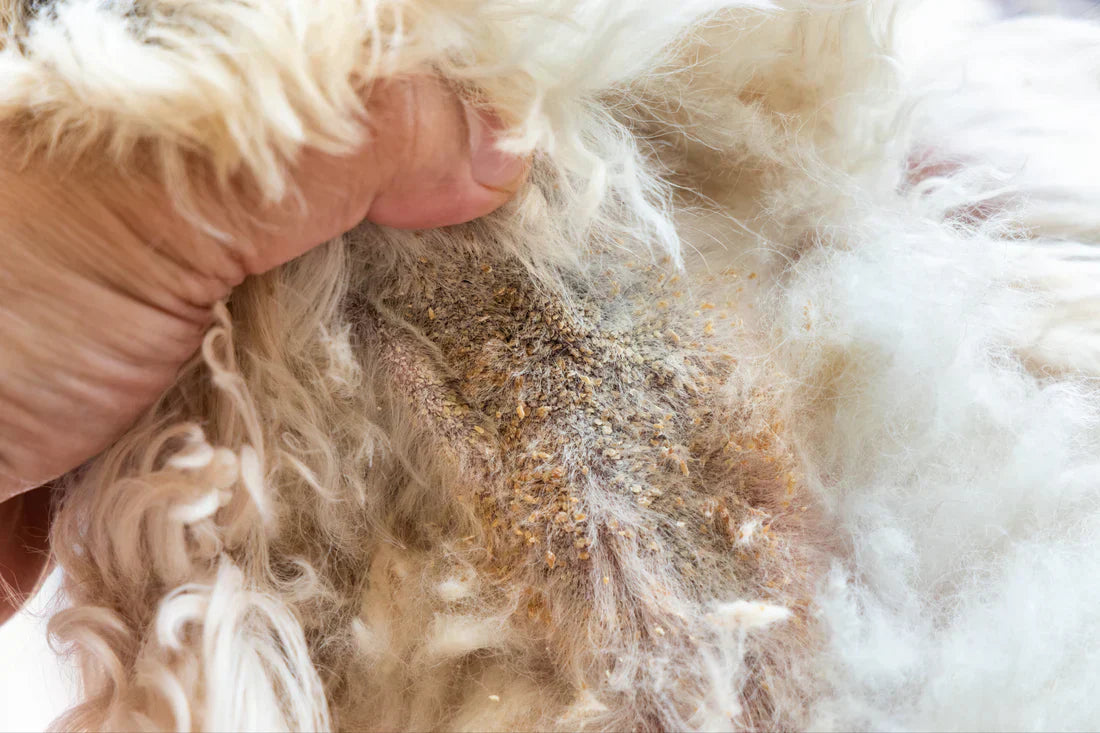 Dealing with Pet Fungal Infections: A Complete Guide