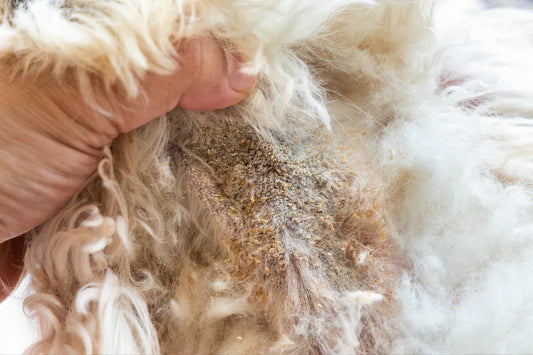 Dealing with Pet Fungal Infections: A Complete Guide
